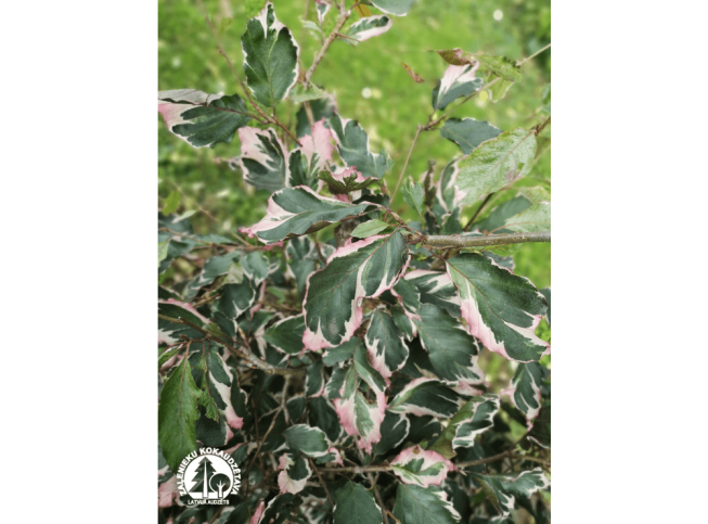 Fagus sylvatica   'Purpurea Tricolor'